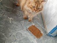 Ücretsiz british longhair 10 aylık