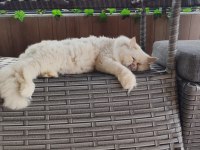 Ücretsiz sahiplendirilecek iran kedisi
