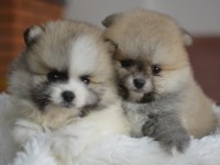 TEDDY BEAR POMERANİAN BEBEKLER