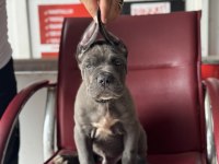 DEV BEBEKLER A KALİTE CANE CORSO
