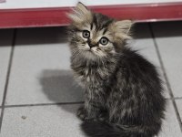 cinnemon bi color scottish fold british shorthair yavruları