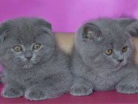 SIFIR KULAK TOP KAFA SHOW BEBEK KEDİLER