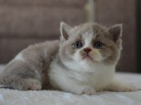 Muhteşem Safkan British Shorthair