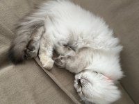 British longhair