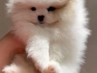 2 aylık dişi pomeranian yavru