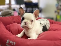 Mavi Gözlü Maskeli French Bulldog Erkek Yavrumuz