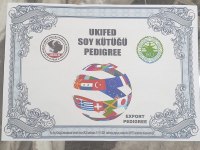 8 aylık dişi 4 aylık erkek belçika kurdu