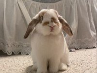 LOP TAVŞANLAR GÜN İÇİ GÖNDERİM VARDIR