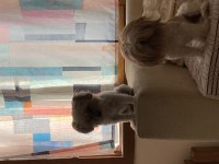 Shih-tzu dişi