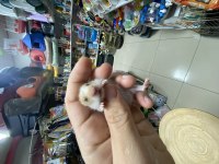 Yavru hamsterlar 