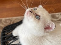 Evimizin minik scottish fold bebekleri