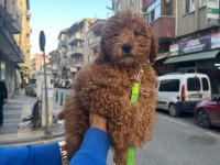 2.5 AYLIK TOY PODDLE YAVRUMUZ