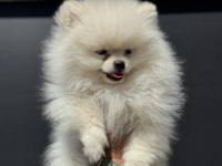 Petmode köpek çiftliğinden pomeranian boo
