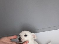 0 numara maltese terrier yavrusu