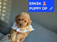 SAĞLIK VE IRK GARANTİLİ OYUNCAK BOY POODLE YAVRULARIM