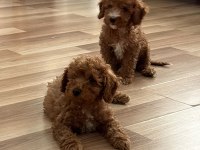 AŞILI WC EĞİTİMLİ TOY POODLE YAVRULAR