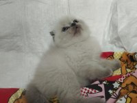Gri ve BluePoint Scottish Fold
