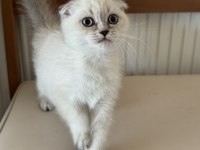 En güzel scottish fold yavrumuzu canlı görün