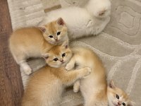 Kediler 4 tane chinchilla kedisi