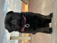 Yetişkin Erkek 2 Yaşında Black Pug