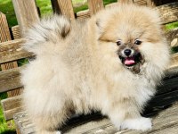 Mükemmel pofuduk minik pomeranian