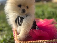 Pomeranian Boo Dişi Ve Erkek Yavrular