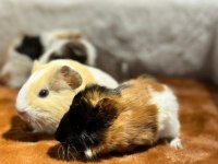 Yavru ginepigler burada