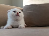 Karbeyaz Ns11 Scottish Fold Yavrusu