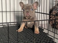 Lilac Tan Dişi French Bulldog