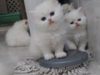 İran kedisi 2 aylık acil