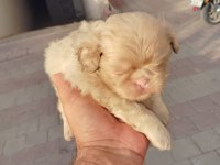 PEKİNEZ YAVRU