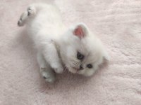 Son bir bayram şekeri british longhair