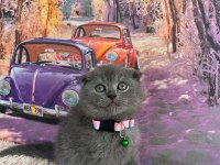 Scottish Fold British Shorthair Blue Point