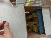 Komple satılık hazır takım kuşlar kafes ve aksesuarlar