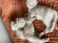 Scottish fold lilac nadir bebekler