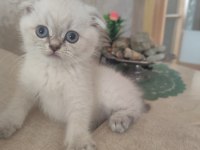Safkan kalite scottish fold isteyen buyursun