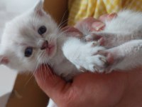 Uyguna verilecek scottish fold