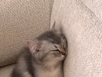 Silver Tabby British Shorthair Yavru – Uysal ve Oyuncu