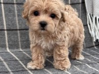 Mini Maltipoo Kore Anne Babadan Yavrular 