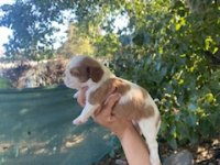 King Charles Cavalier