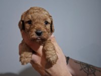 Oyuncaktan farksız poodle