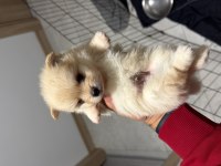 Pomeranian boo erkek yavrularımız 1.5 aylık