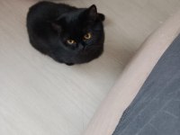 2 yaş çipli british shorthair