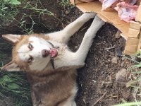Erkek orjinal husky çok akıllı ve oyuncu 1 yaşında