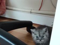British shorthair 2,5 aylık erkek kedimiz