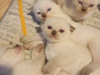 Scottish fold ve siyam yavruları