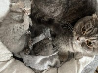 Scottish fold yavrular