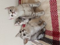 British Shorthair Yavrularımız Yeni Ailelerini Bekliyor