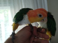 Alışkın DNA belgeli çift caique