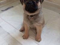 Kendi pug yavrumuz acil